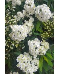 Спирея кантонская Ланцената | Спірея кантонська Ланцената | Spiraea Cantoniensis Lanceolata